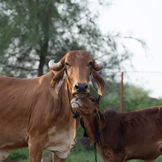 Gir cow with her calf at the gaushala